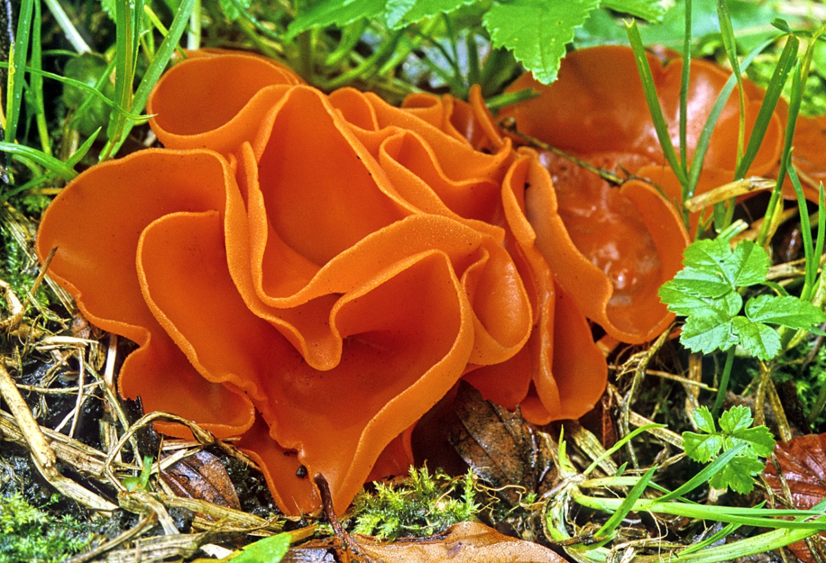 Оранжевый гриб алеврия
